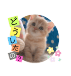 ねこまーち さわやかクリーム君（個別スタンプ：1）