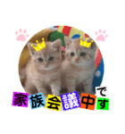 ねこまーち さわやかクリーム君（個別スタンプ：8）