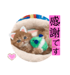 ねこまーち NEWプレミアムプリンセス（個別スタンプ：6）