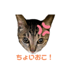 原家のパフパフスタンプ（個別スタンプ：1）