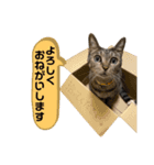 原家のパフパフスタンプ（個別スタンプ：11）