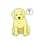 Adorable Labrador（個別スタンプ：1）