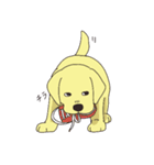 Adorable Labrador（個別スタンプ：10）