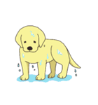 Adorable Labrador（個別スタンプ：16）