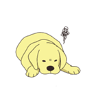 Adorable Labrador（個別スタンプ：22）