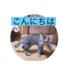 ガッシーねこーず40にゃんシリーズ㉘（個別スタンプ：2）