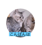 ガッシーねこーず40にゃんシリーズ㉘（個別スタンプ：3）