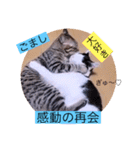 ガッシーねこーず40にゃんシリーズ㉘（個別スタンプ：4）