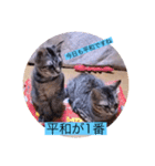 ガッシーねこーず40にゃんシリーズ㉘（個別スタンプ：15）