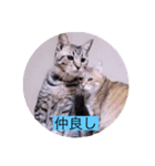 ガッシーねこーず40にゃんシリーズ㉘（個別スタンプ：18）