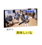 ガッシーねこーず40にゃんシリーズ㉘（個別スタンプ：29）