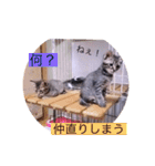 ガッシーねこーず40にゃんシリーズ㉘（個別スタンプ：30）