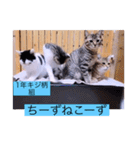 ガッシーねこーず40にゃんシリーズ㉘（個別スタンプ：32）