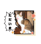 animalひらがな（個別スタンプ：11）