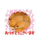 animalひらがな（個別スタンプ：28）