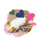 animalひらがな（個別スタンプ：33）