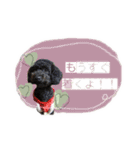 黒豆さんのスタンプ2（個別スタンプ：15）
