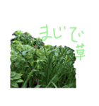 我のスタンプだゼ★（個別スタンプ：13）