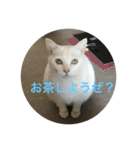 白い凶暴猫（個別スタンプ：5）