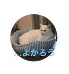 白い凶暴猫（個別スタンプ：10）