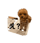 トイプードルのにこちゃん（個別スタンプ：3）