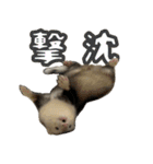 おもち先輩スタンプ（個別スタンプ：3）