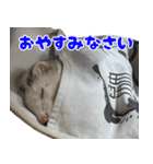 おもち先輩スタンプ（個別スタンプ：6）