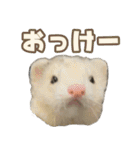 おもち先輩スタンプ（個別スタンプ：14）