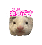 おもち先輩スタンプ（個別スタンプ：23）