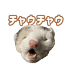 おもち先輩スタンプ（個別スタンプ：24）