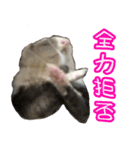 おもち先輩スタンプ（個別スタンプ：34）
