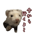 おもち先輩スタンプ（個別スタンプ：35）