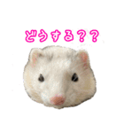 おもち先輩スタンプ（個別スタンプ：37）