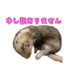 おもち先輩スタンプ（個別スタンプ：38）