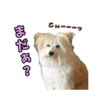 雑種犬 ぽてこのスタンプ 2（個別スタンプ：16）