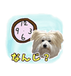 雑種犬 ぽてこのスタンプ 2（個別スタンプ：17）