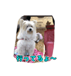 雑種犬 ぽてこのスタンプ 2（個別スタンプ：21）