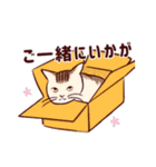 いつも通りのネコ【再】（個別スタンプ：23）