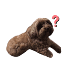 わんわん犬ココちゃん（個別スタンプ：1）