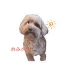 わんわん犬ココちゃん（個別スタンプ：6）