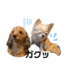 nu.and.mo（チワワ＆ダップー）と白い犬mi（個別スタンプ：7）