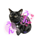 チーム黒猫と仲間たち②♪（個別スタンプ：8）