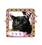 チーム黒猫と仲間たち②♪（個別スタンプ：10）