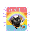 チーム黒猫と仲間たち②♪（個別スタンプ：13）
