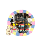 チーム黒猫と仲間たち②♪（個別スタンプ：14）