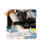 チーム黒猫と仲間たち②♪（個別スタンプ：15）