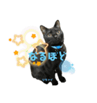 チーム黒猫と仲間たち②♪（個別スタンプ：18）