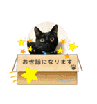 チーム黒猫と仲間たち②♪（個別スタンプ：19）