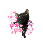 チーム黒猫と仲間たち②♪（個別スタンプ：21）