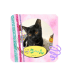 チーム黒猫と仲間たち②♪（個別スタンプ：24）